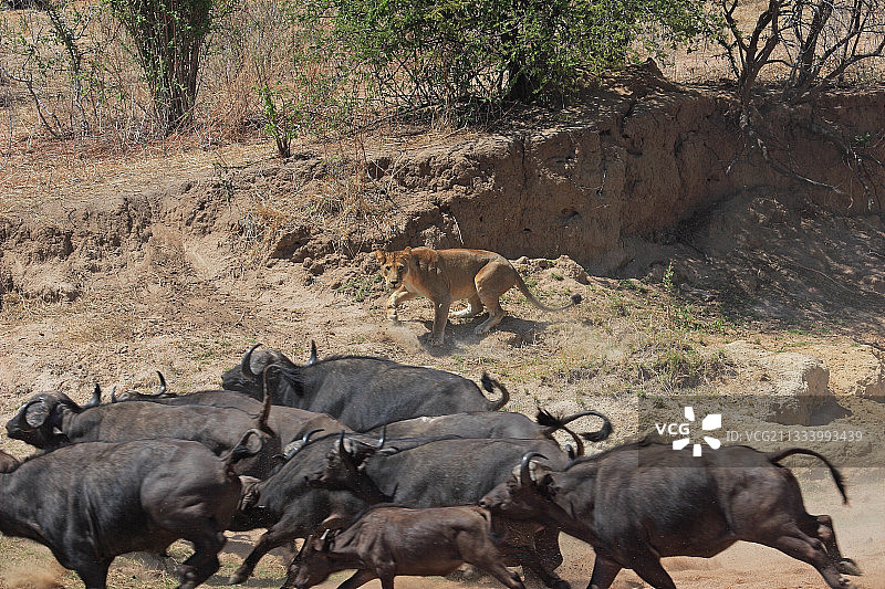 坦桑尼亚母狮捕猎非洲水牛图片素材