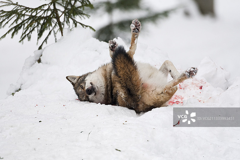 在德国雪地里骑行的灰狼图片素材