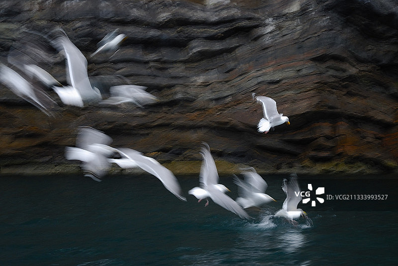 挪威水边飞翔的海鸥图片素材