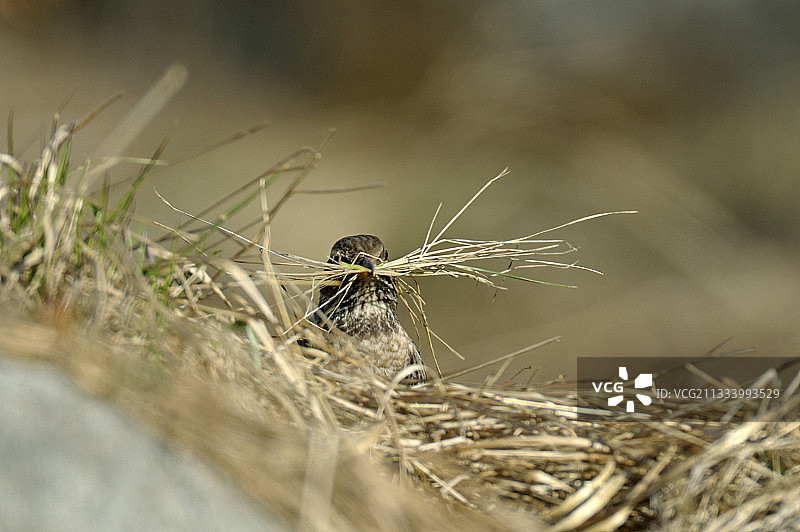 雌性岩鸫在塔特兰斯卡·洛姆尼察筑巢图片素材