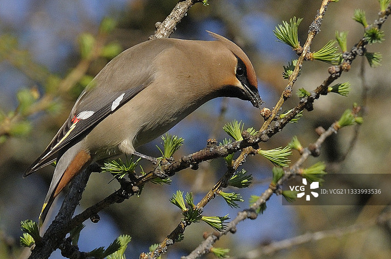 落叶松球蚜：以落叶松和云杉为寄主植物图片素材