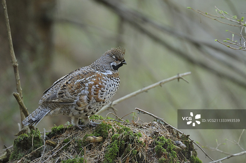 雄性榛鸡观察其领地图片素材