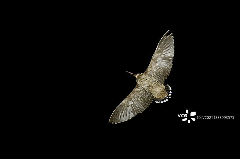 在瑞士飞行的雄性欧亚丘鹬图片素材