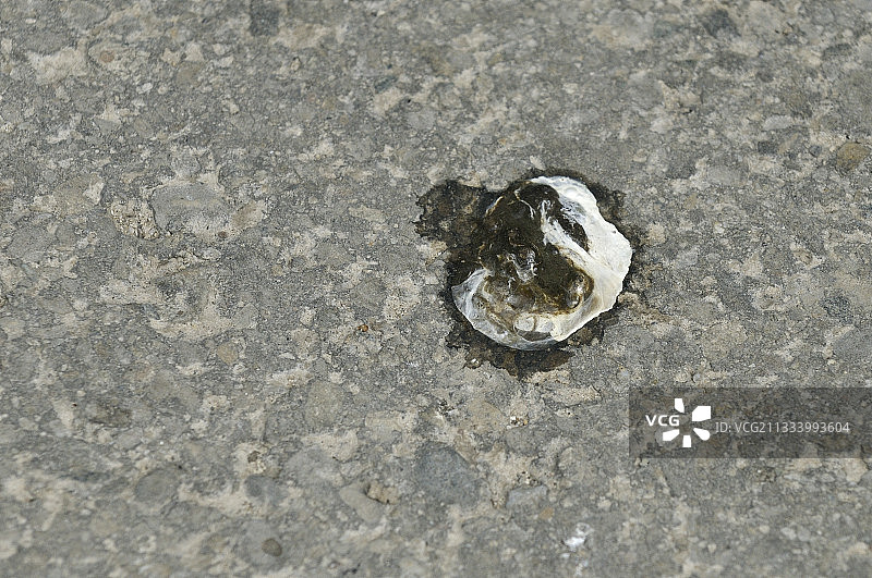 瑞士道路上的欧亚丘鹬粪便图片素材