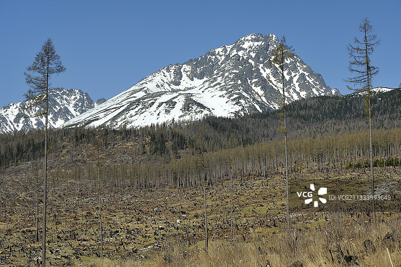 被毁坏的森林（维索凯塔特里）图片素材