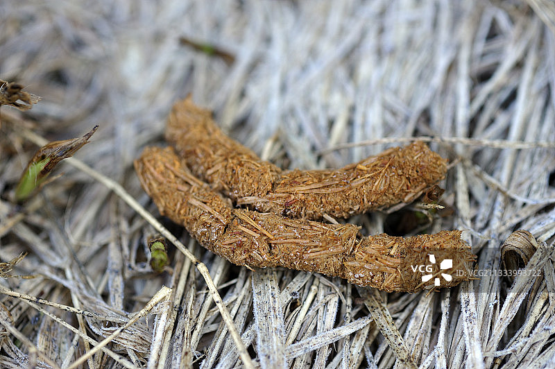晚冬雌性松鸡的响板图片素材