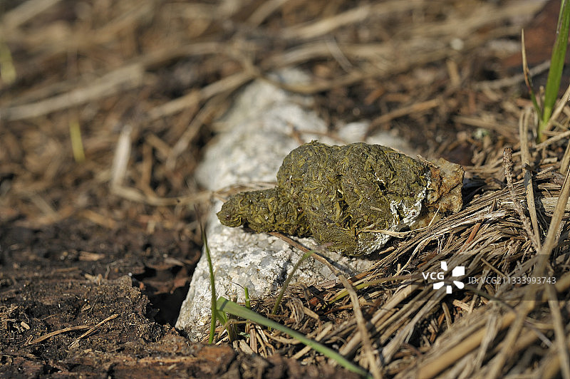 松鸡的新鲜鸣管，塔特兰斯卡·洛姆尼察图片素材