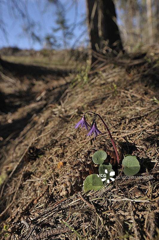 斯洛伐克盛开的高山雪铃花图片素材