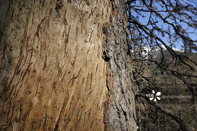 受云杉树皮甲虫攻击的云杉树，斯塔里·斯莫科韦茨图片素材