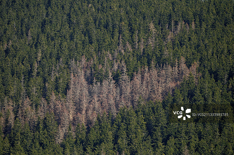 森林中的棕色斑点显示了云杉树皮甲虫侵染的枯死云杉图片素材