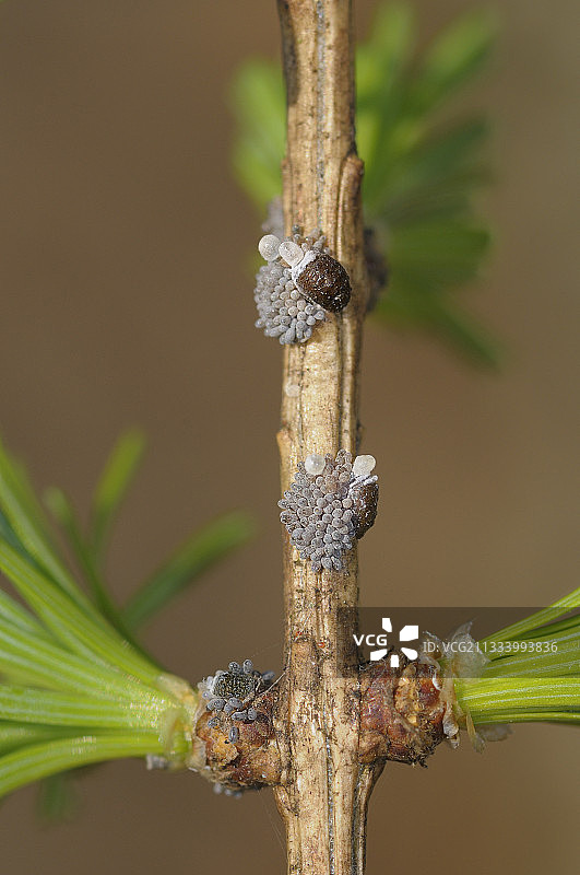 蚜虫在芽基部产卵图片素材