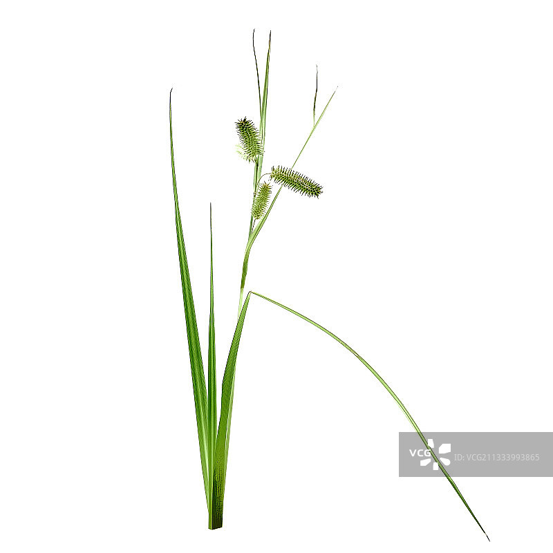 法国夏季莎草结果图片素材