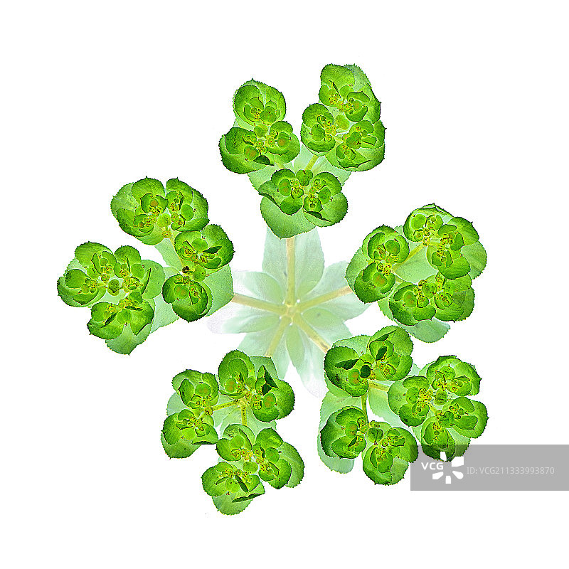 法国的春天开花的紫 spurge图片素材