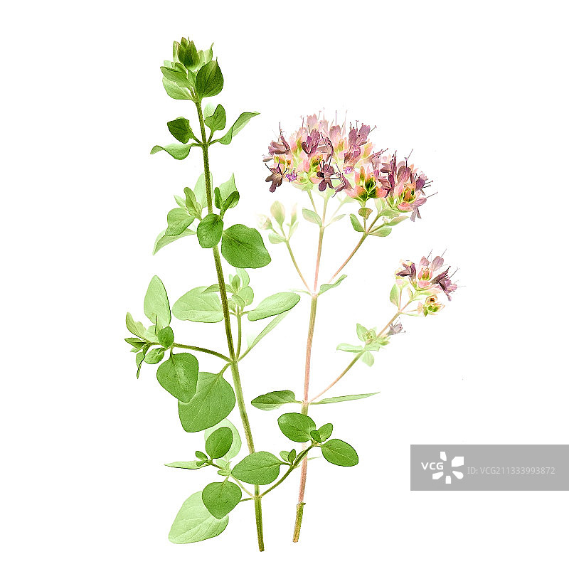 法国夏季开花的马郁兰图片素材