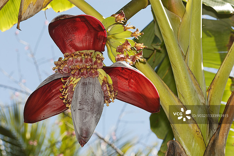 戈哈平部落的香蕉花美食图片素材