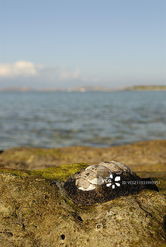 新喀里多尼亚Tenia岛海洋保护区的岩石上的石鳖图片素材