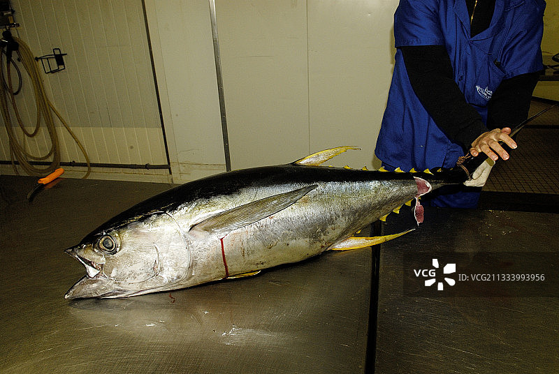 为当地市场冷藏的黄鳍金枪鱼图片素材