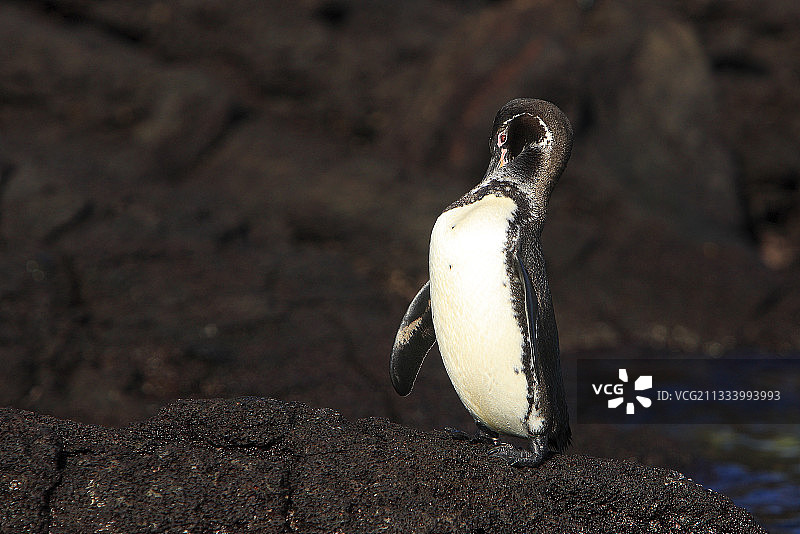 加拉帕戈斯企鹅（加拉帕戈斯国家公园）图片素材