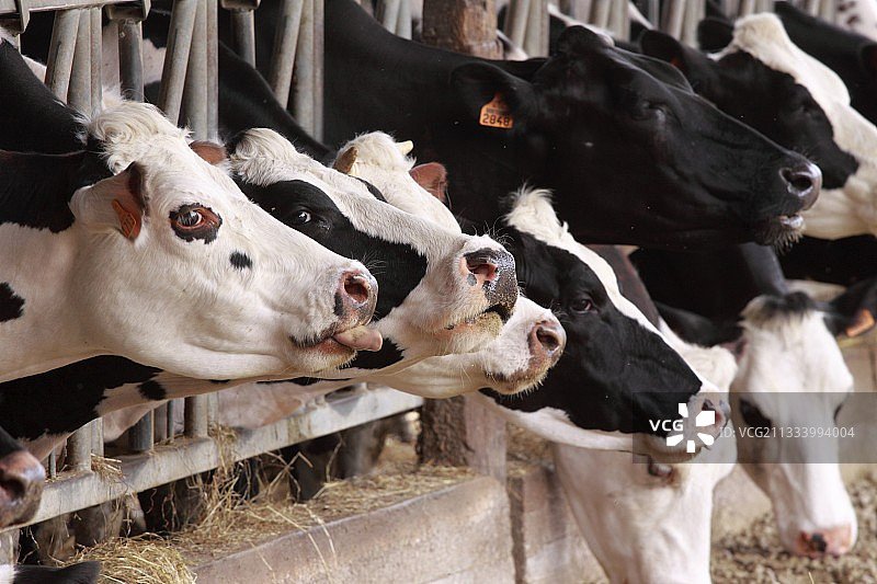 牛棚里的奶牛图片素材