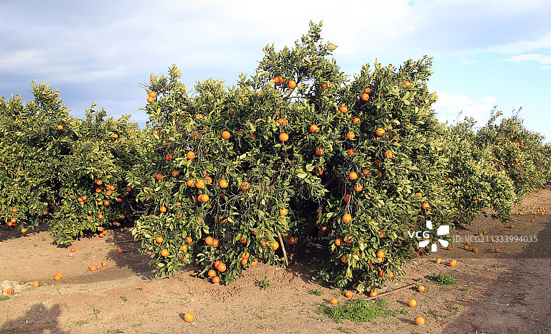 冬季西班牙瓦伦西亚的橘子园图片素材