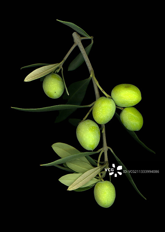 普罗旺斯橄榄摄影棚内图片素材