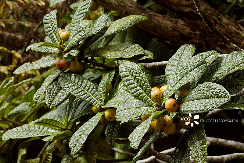 海拔：600米图片素材