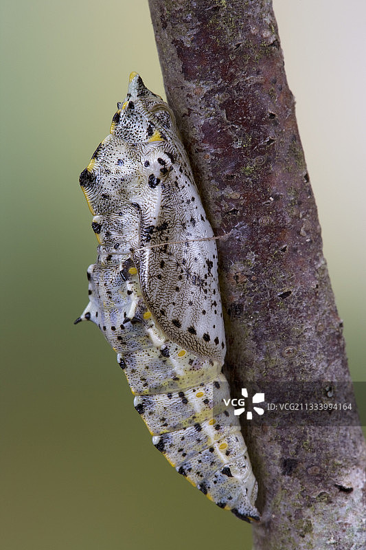 大型白色蛹图片素材