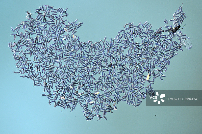 蓝色印章中的昆虫幼虫图片素材