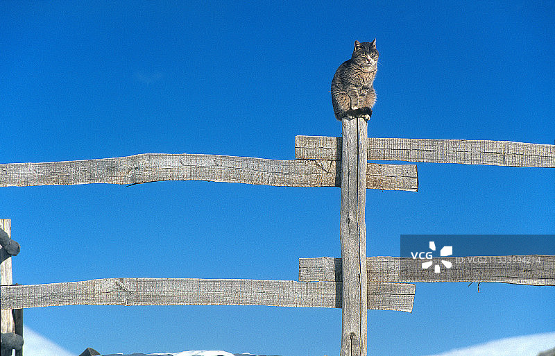 坐在意大利伦巴第阿尔卑斯山木栅栏上的猫图片素材