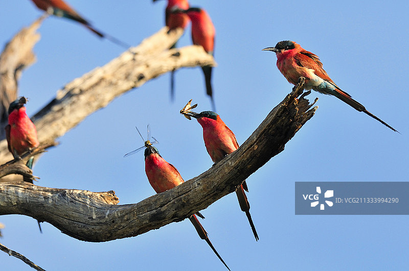 博茨瓦纳树上的南部朱红蜂虎群落图片素材