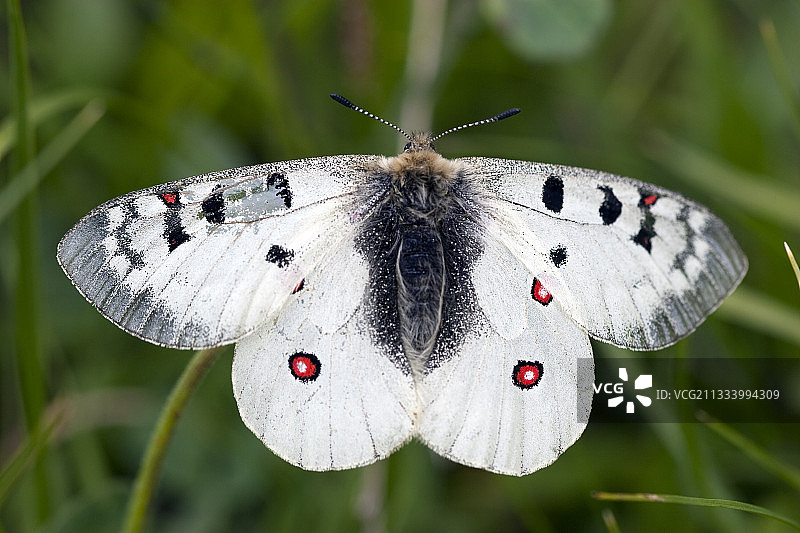 生活在干燥山坡上的阿波罗绢蝶图片素材