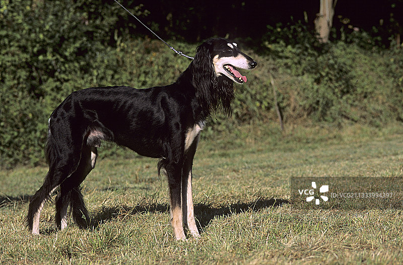 草地上的萨路基犬图片素材