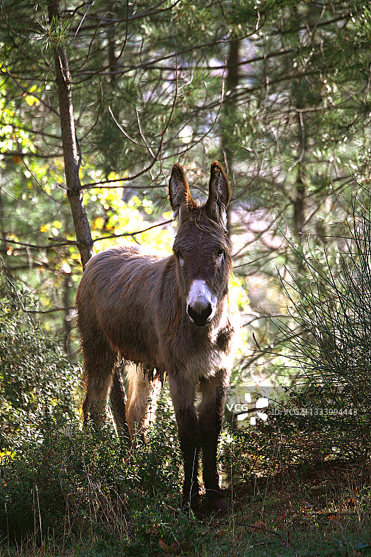 法国普罗旺斯松树林灌木丛中的驴图片素材