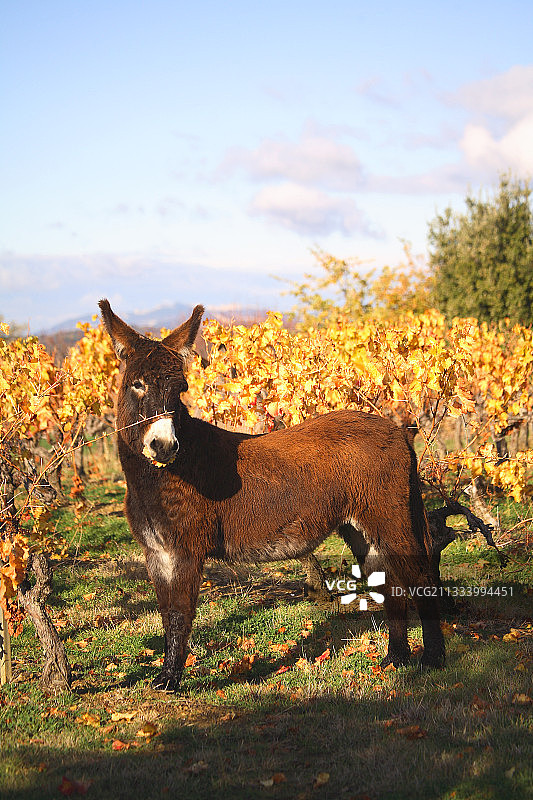 秋季普罗旺斯葡萄园里的驴子图片素材