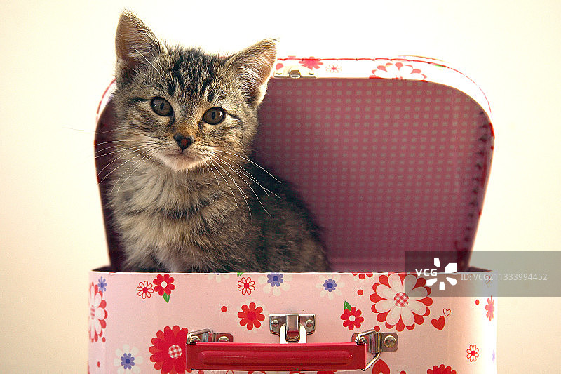 坐在行李箱里的法国小猫图片素材