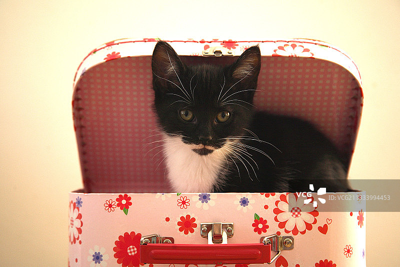 坐在行李箱里的法国小猫图片素材