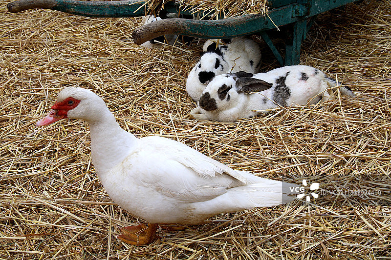 躺在稻草上观察鸭子的兔子，法国图片素材