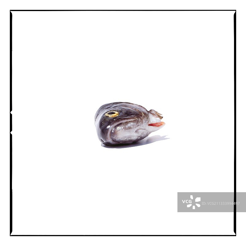 尸检前的虹鳟鱼头部图片素材