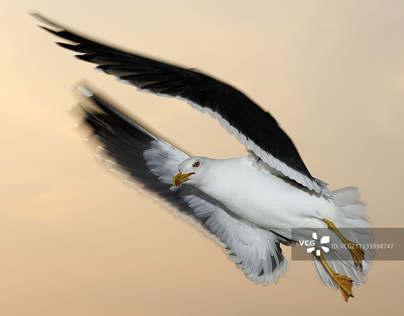 荷兰春季飞行中的黑背鸥图片素材