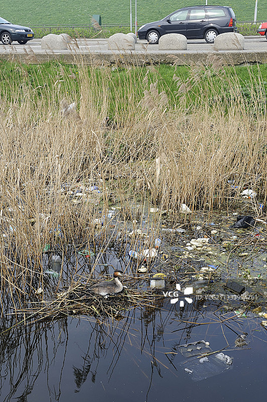 凤头䴙䴘在各种垃圾中的巢穴，荷兰图片素材