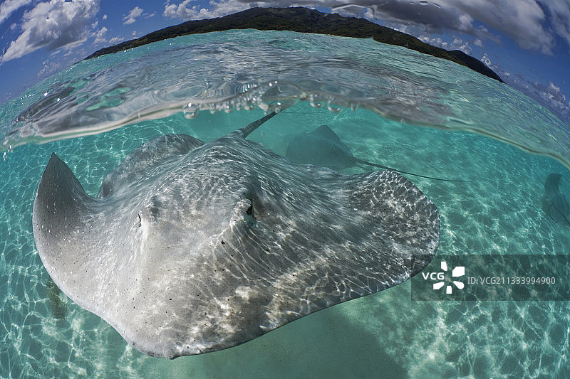 法属波利尼西亚塔哈泻湖中的粉色鞭尾鱼图片素材