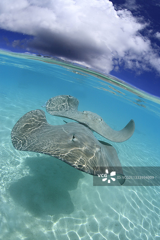 塔哈阿岛泻湖中的粉色鞭鲼图片素材