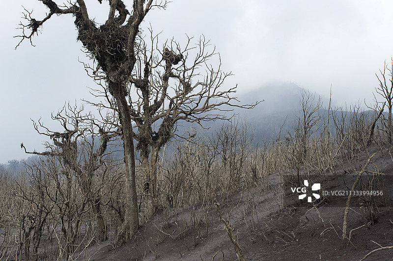 这个亚热带潮湿山地森林是令人难以置信的生物多样性的家园，包括50多种不同的兰花。图片拍摄于2010年5月27日火山爆发后5天。图片素材