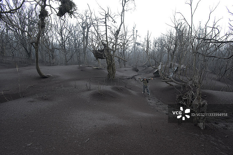 亚热带湿润山地森林，拥有超过50种不同的兰花图片素材