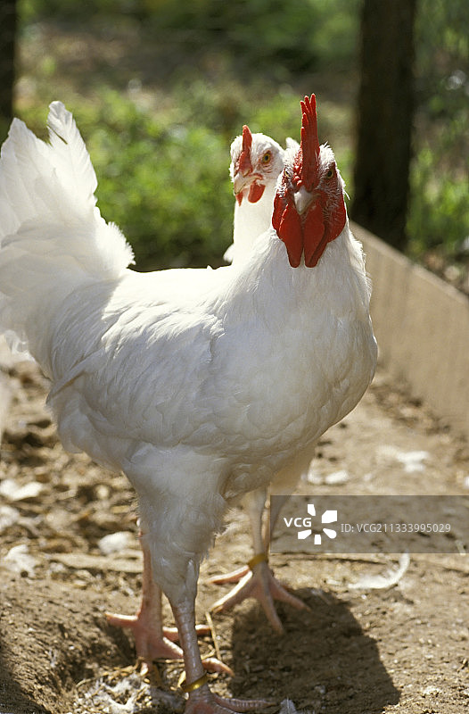 圈养的加蒂奈公鸡及其母鸡，法国图片素材