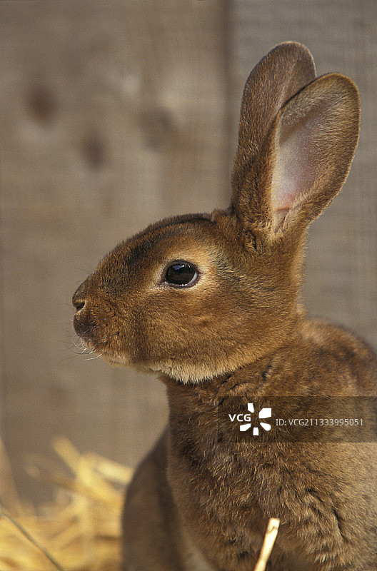 雷克斯兔图片素材
