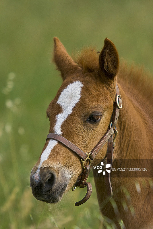 杂交马驹肖像图片素材