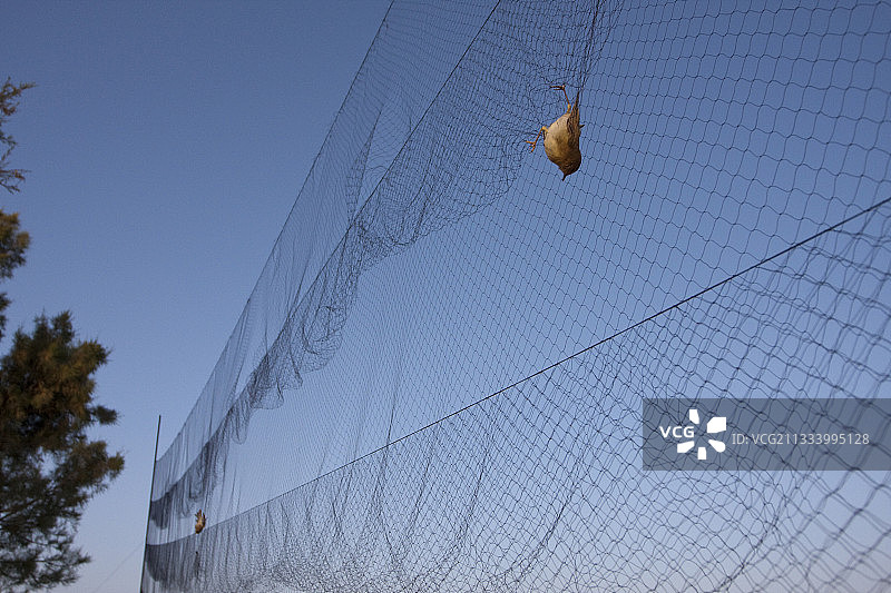 摩洛哥网中的林莺图片素材