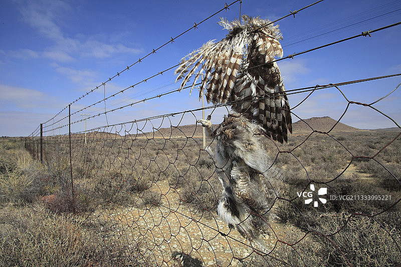 在卡鲁南非围栏上的掠食者死亡图片素材