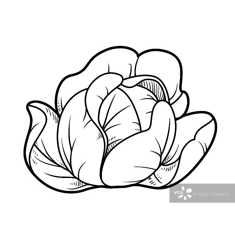 白色背景上的卷心菜线性图图片素材